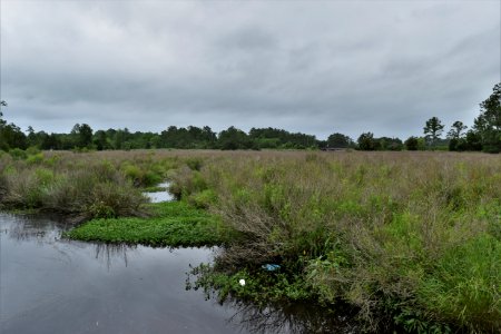 joe himbry waterfront park ncwetlands am (8)