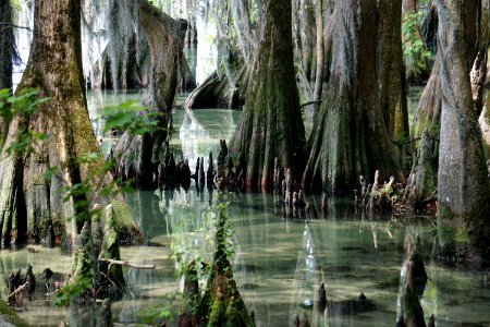 scene Moccasin Overlook Pettigrew State Park ncwetlands KG (6)