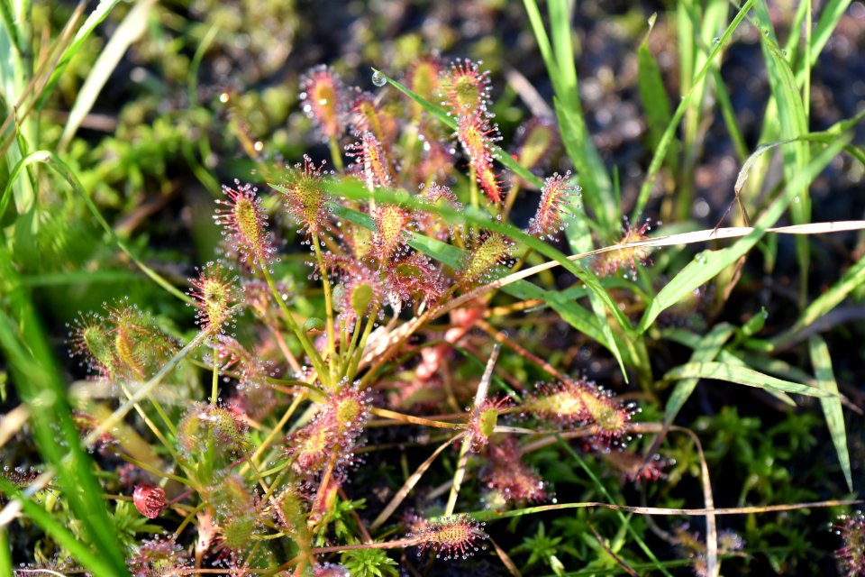 plant sundew dover bay gmlnd ncwetlands am (12)