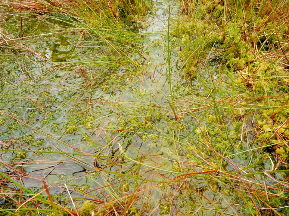 plants sphagnum boiling spring lakes preserve ncwetlands KG (37)