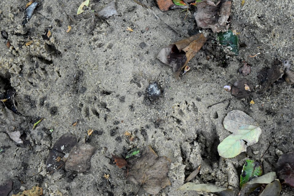 mammal tracks Gill St Park area ncwetlands AM (7)