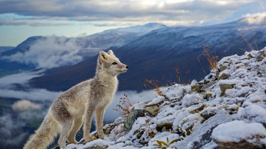 FoxMolt ROW12520418965 1920x1080