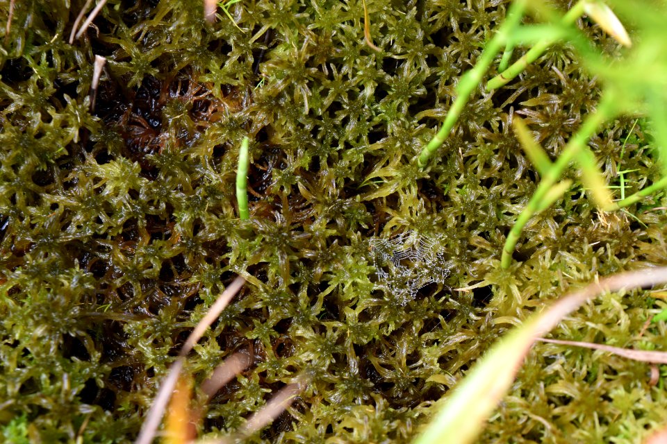 plant sphagnum moss Panthertown Valley Bog ncwetlands am (19)