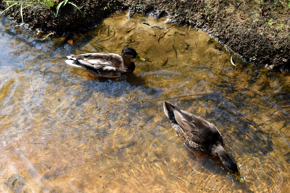bird ducks Lake Lynn ncwetlands AM (22)