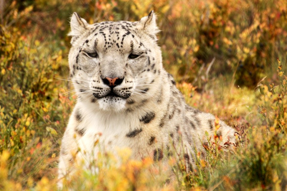 Snow Leopard at Orsa Björnpark photo