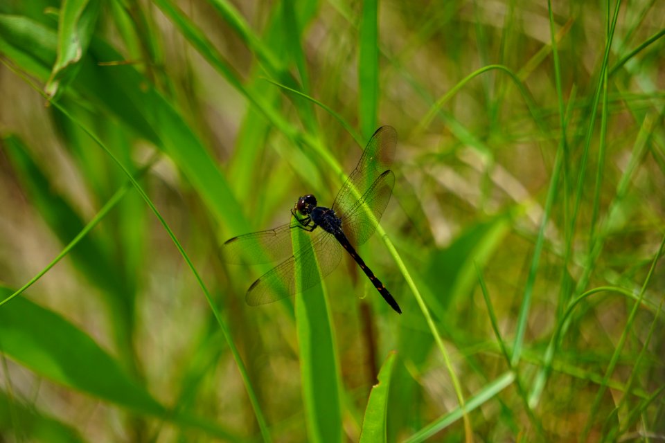 invertebrate Swanquarter NWR ncwetlands KG (2)