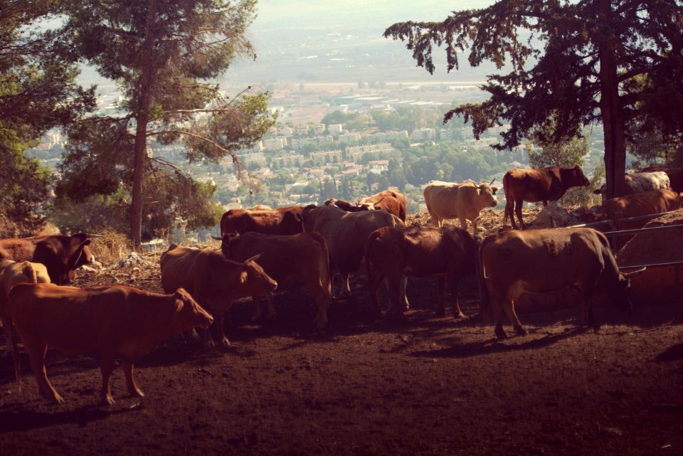 you cows