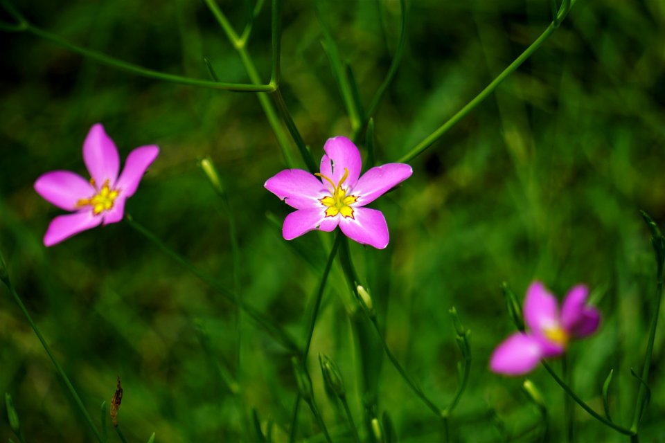 plant Sabatia sp. Swanquarter NWR ncwetlands KG