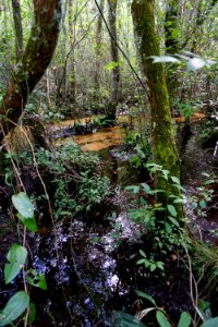 scene stream wetland Walthour-Moss preserve ncwetlands KG (5)