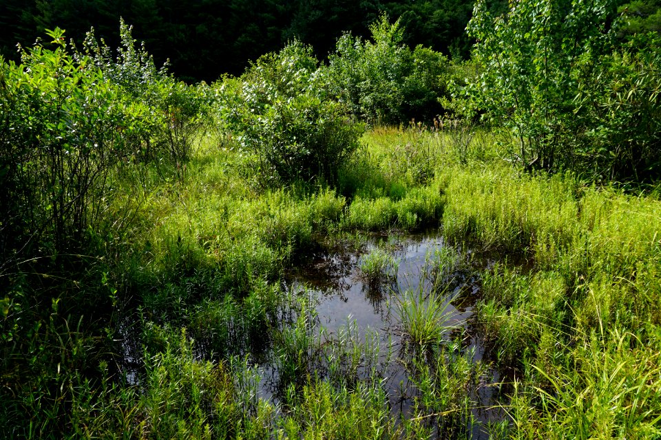 scene Panthertown Bog ncwetlands KG (71)