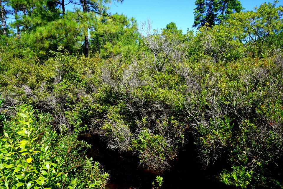 scene posocin Angola Bay Game Land ncwetlands KG (4)