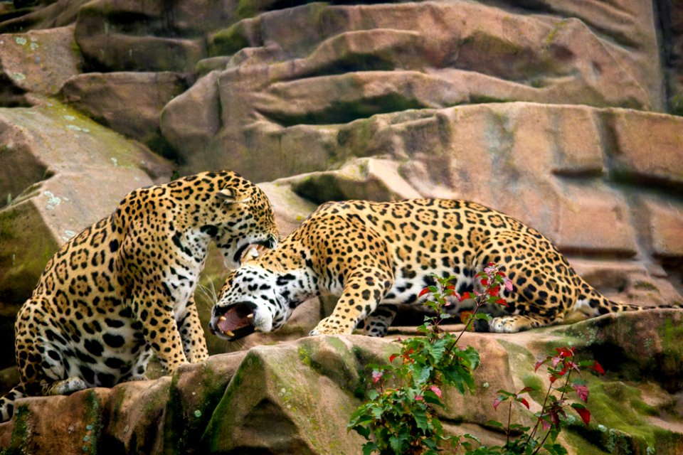 Jaguar sisters having a discussion