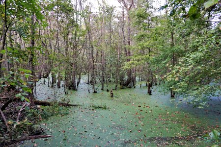 scene Powell Park ncwetlands KG (5)