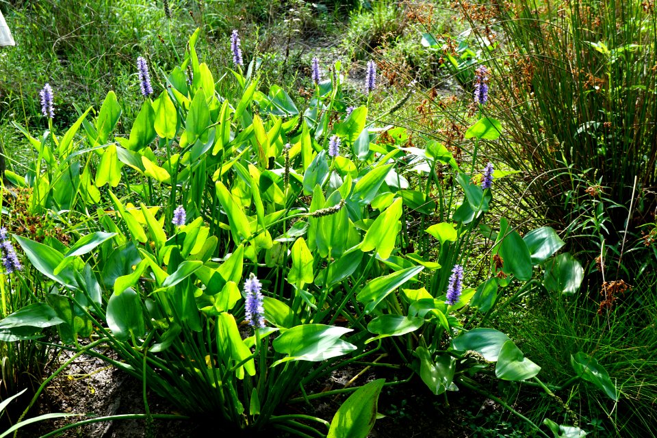 pickerelweed Sandy Creek Park KG (5)