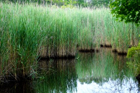 plant Phragmites invasive species Alligator River NWR ncwetlands KG (2)