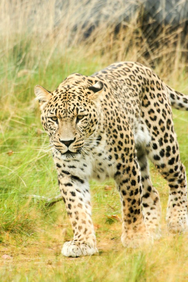 Persian Leopard at Orsa Björnpark