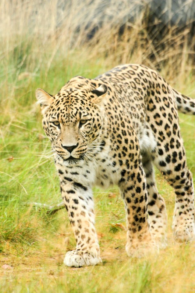 Persian Leopard at Orsa Björnpark photo