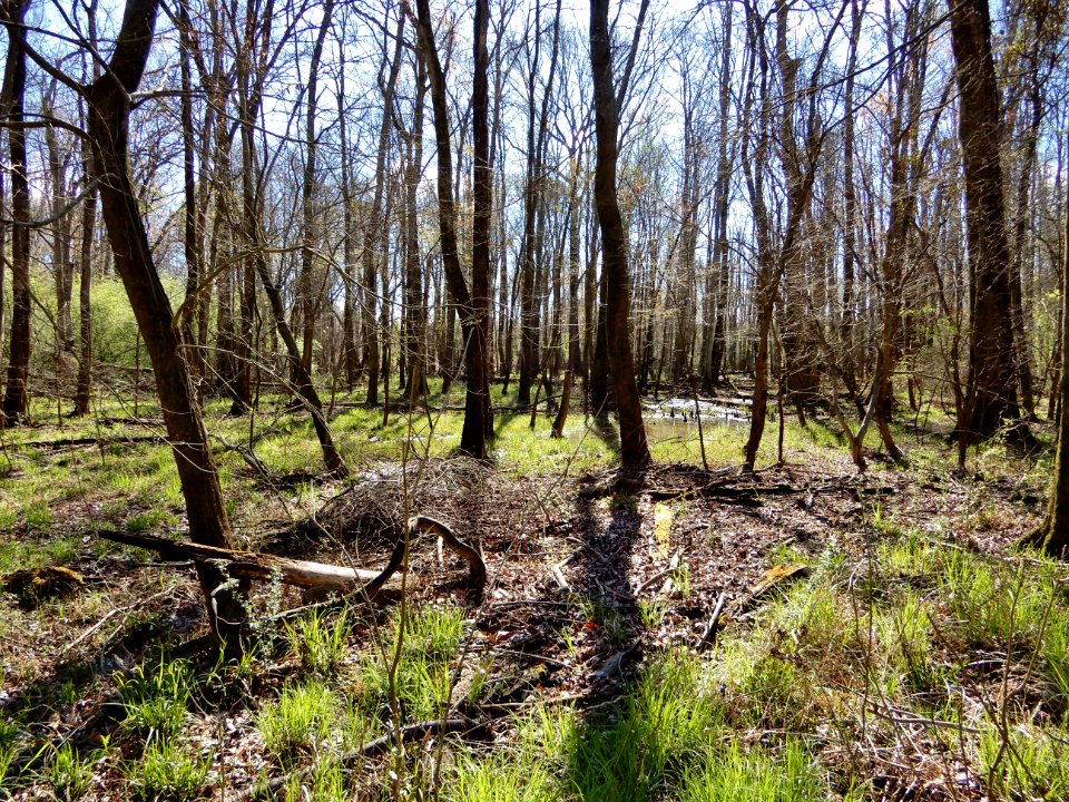 scene Beech St Greenway ncwetlands KG (9)