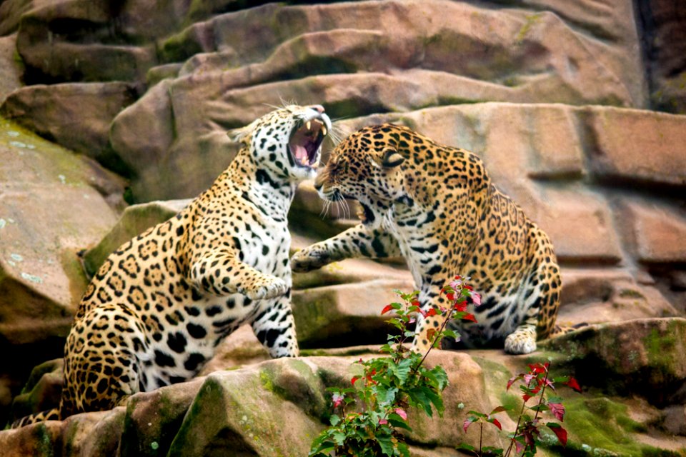 Jaguar sisters having a discussion