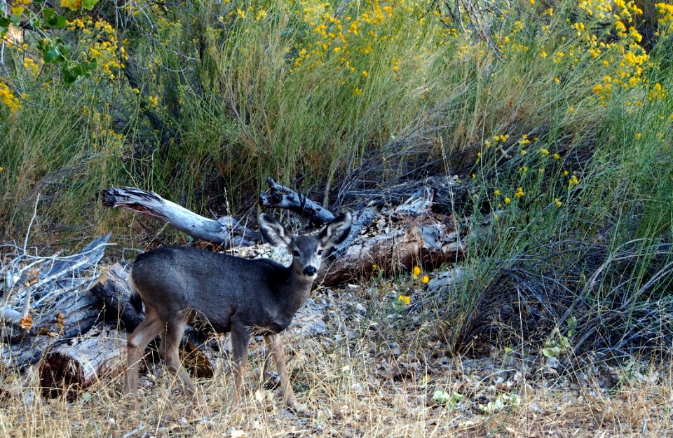 Mule Deer in Zion Canyon
