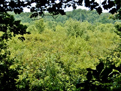 scene wetland in iron ore belt access Haw River SP Kristie Gianopulos (37)