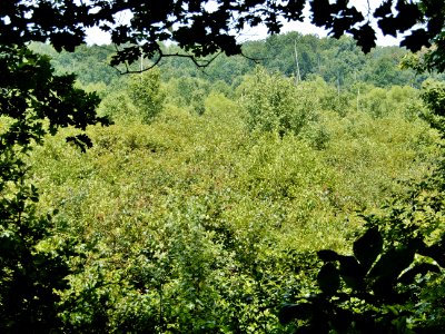 scene wetland in iron ore belt access Haw River SP Kristie Gianopulos (37) photo