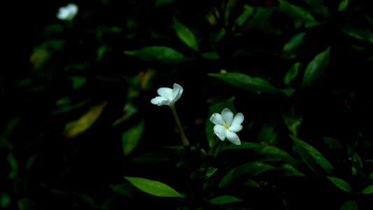 1022 珍珠馬茶花