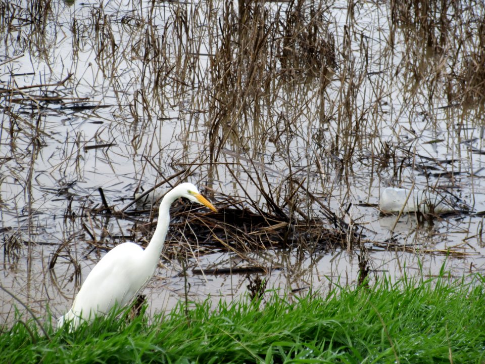 Great Egret in Alviso Slough