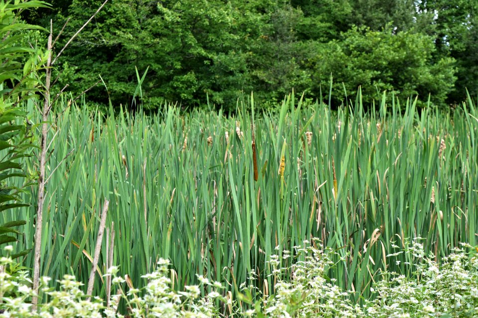 plant typha The Park at Flat Rock ncwetlands AM (5)