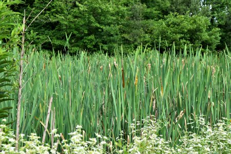plant typha The Park at Flat Rock ncwetlands AM (5)