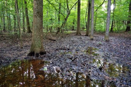 scene wetland swift creek bluffs ncwetlands KG (6)