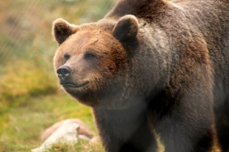 Bear at Orsa Björnpark