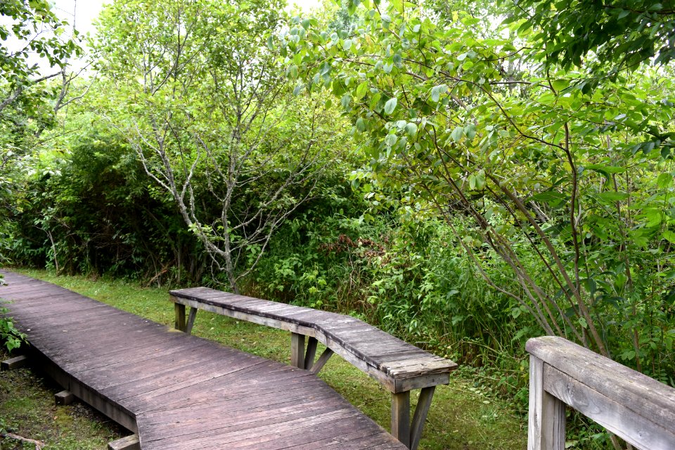 scene The Village Green ncwetlands AM (9)