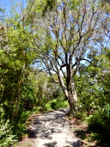 scene Coues Trail Fort Macon State Park ncwetlands KG (18)