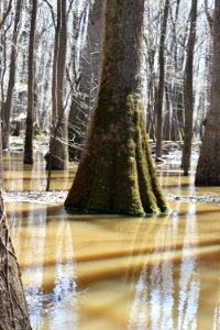 other moss line river park north ncwetlands AM (39)