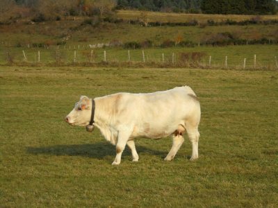 Puy de la vache photo