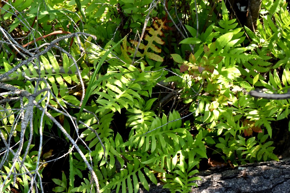 plant Alligator River NWR ncwetlands am (134)