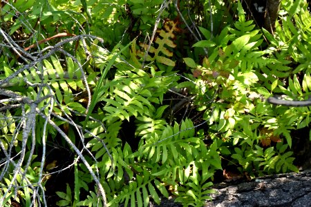 plant Alligator River NWR ncwetlands am (134)