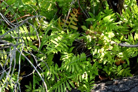 plant Alligator River NWR ncwetlands am (134) photo