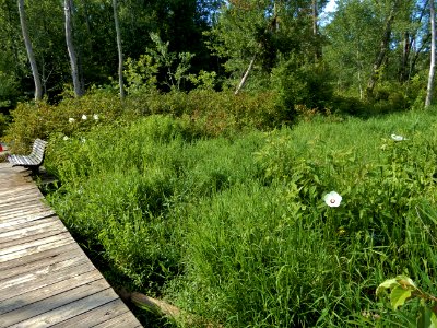 scene wetland boardwalk Haw River SP Kristie Gianopulos (4) photo