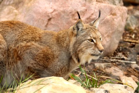 Lynx at Orsa Björnpark photo