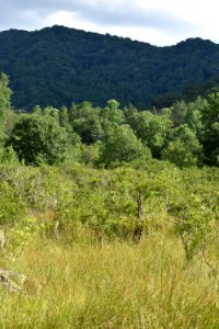 scene White Oak Bottom at Standing Indian Campground ncwetlands AM (23)