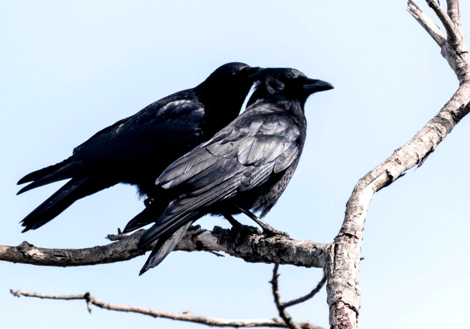 Allopreening American crows