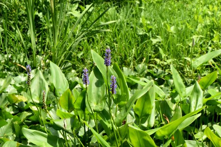 scene Town of Edenton constructed wetland ncwetlands AM (2)