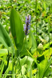 plant Town of Edenton constructed wetland ncwetlands AM (1)