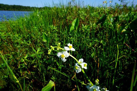 plant Sagittaria Buckhorn Reservoir ncwetlands KG (2)