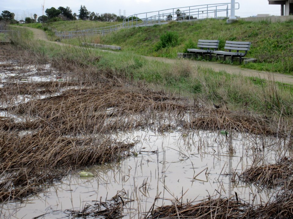Alviso Slough Trail