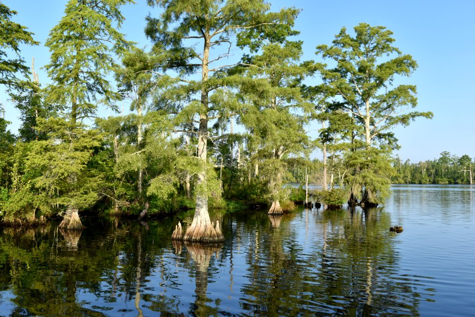 scene Scuppernong Interpretive Boardwalk ncwetlands am (25)