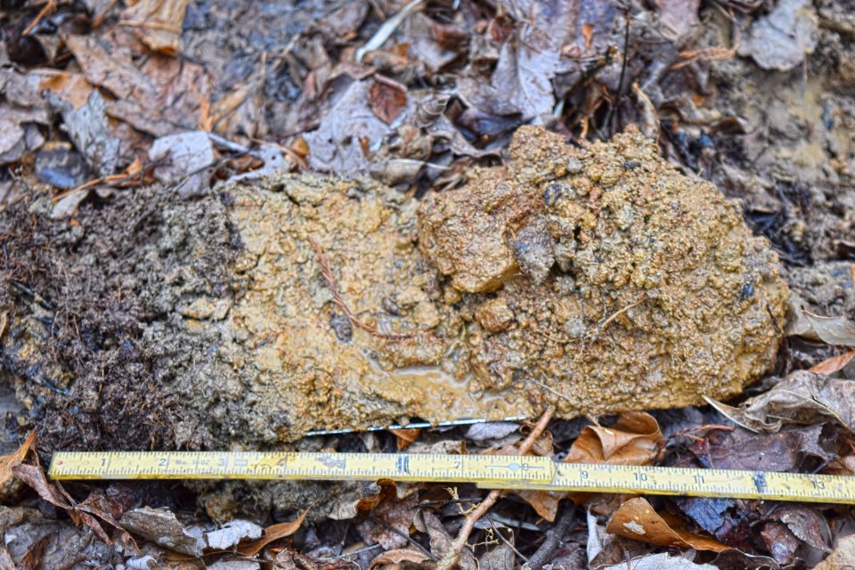 soil profile Upper Roanoke R Wetlands Gmlnd ncwetlands AM (20)