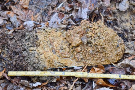 soil profile Upper Roanoke R Wetlands Gmlnd ncwetlands AM (20)